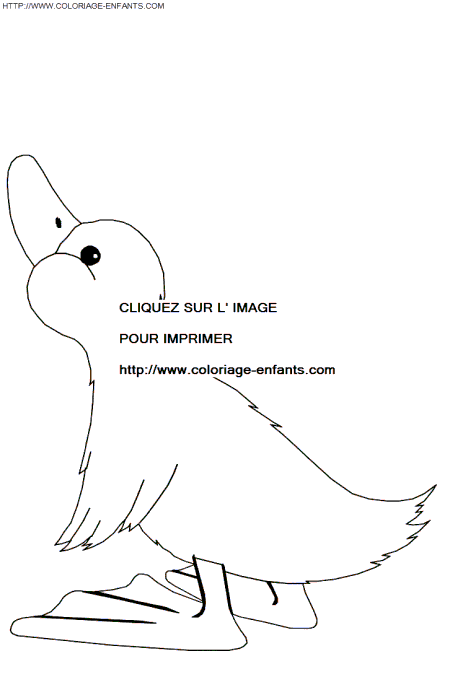 Ducks coloring