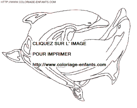 Dolphins coloring