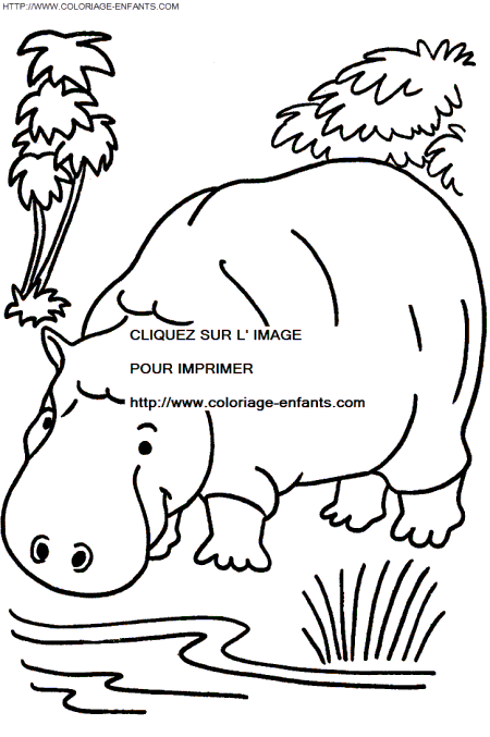 Hippopotamus coloring