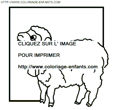 Sheep coloring