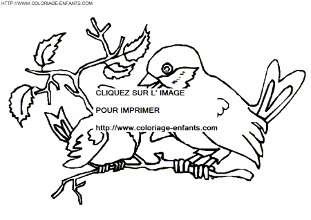Birds coloring