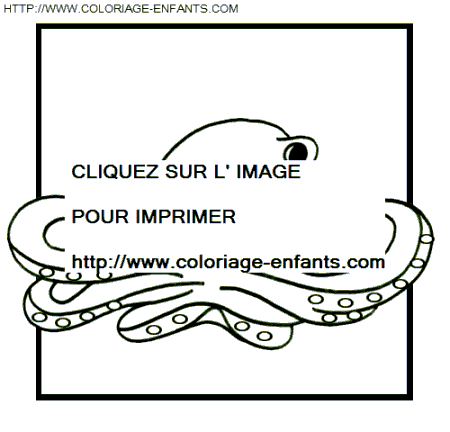 Octopus coloring
