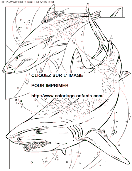 Shark coloring