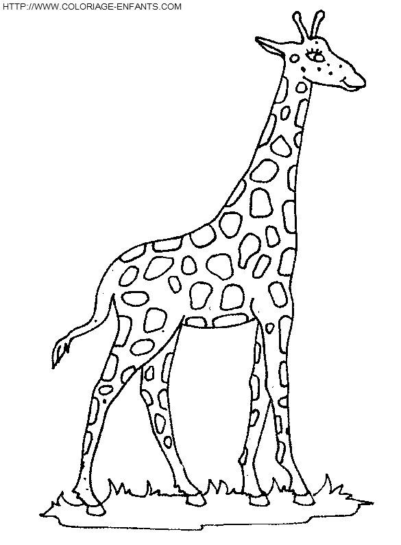 Giraffes coloring