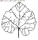  Leaves coloring book pages