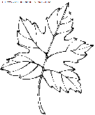 leaves coloring book pages to print - Free leaves printable kids