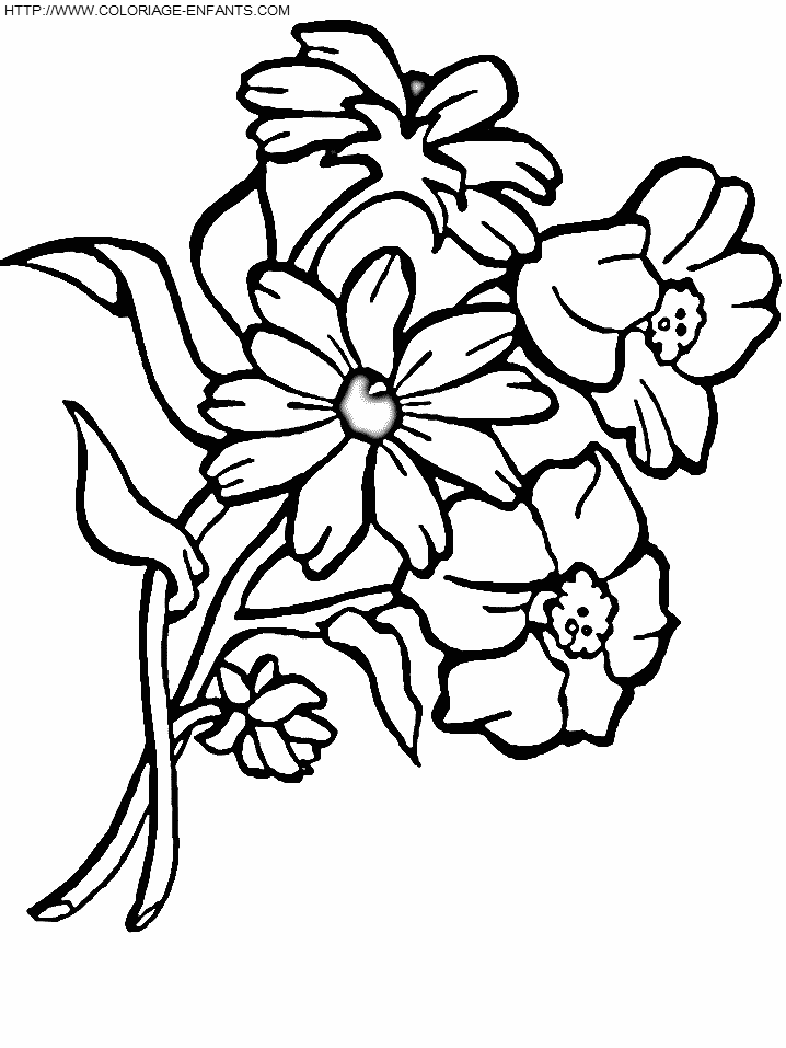 Flower coloring