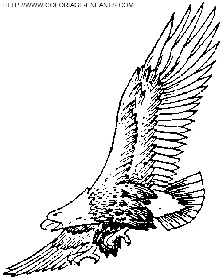 Eagles coloring