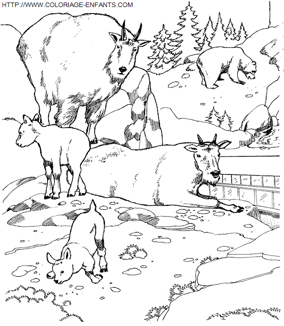 Zoo coloring