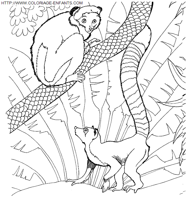 Zoo coloring