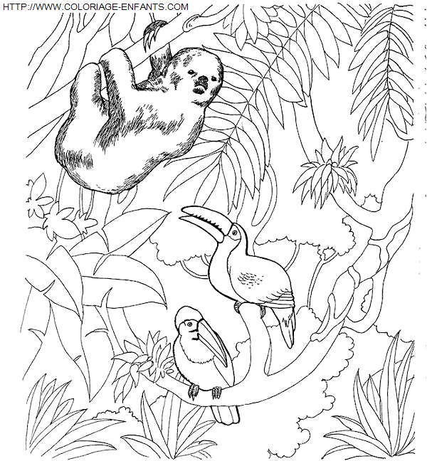 Zoo coloring