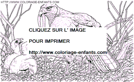 Eagles coloring - Eagles coloring pages to color - Eagles coloring book