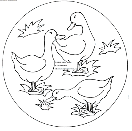 Ducks coloring