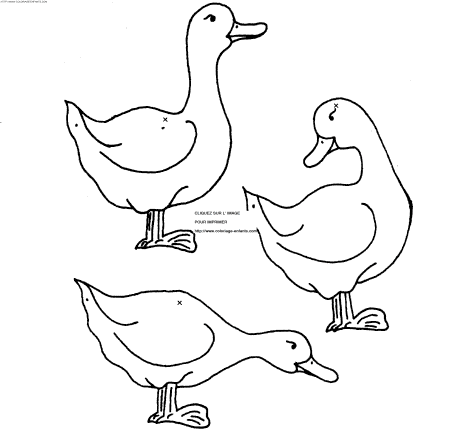 Ducks coloring