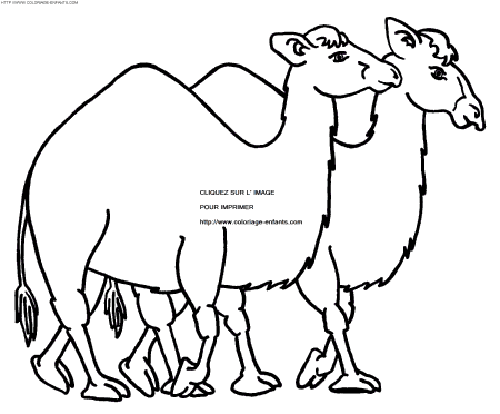 Camels coloring