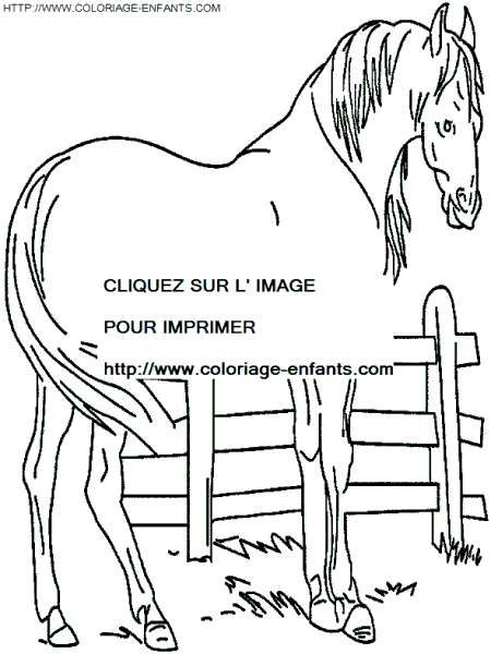 Horse coloring