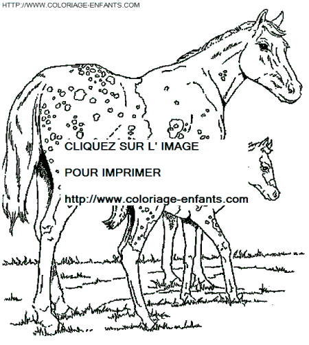 Horse coloring