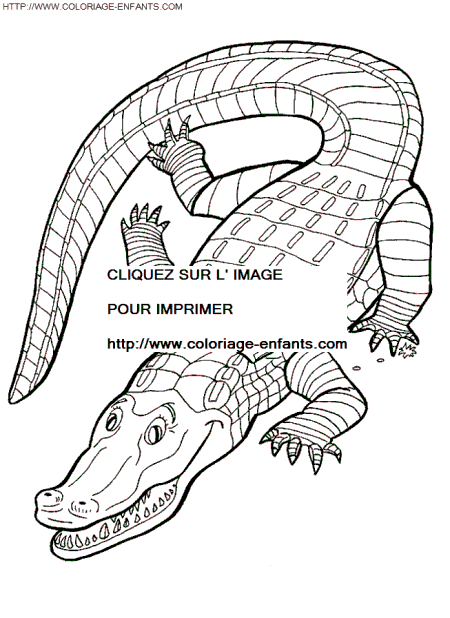 Crocodiles coloring