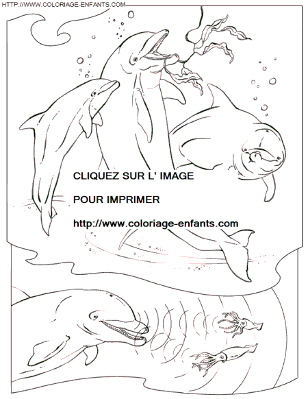 Dolphins coloring - Dolphins coloring pages to color - Dolphins