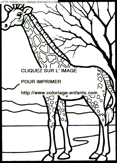 Giraffes coloring