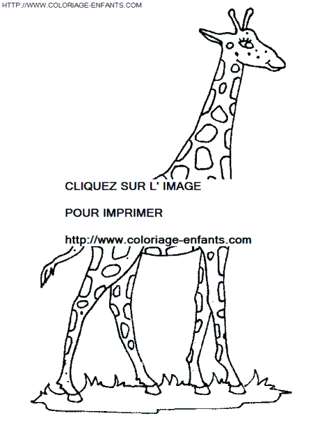 Giraffes coloring - Giraffes coloring pages to color - Giraffes