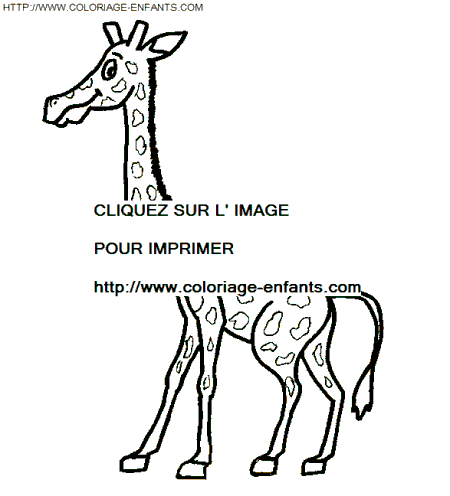 Giraffes coloring