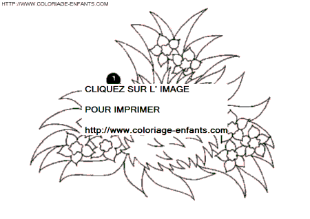 Porcupines coloring