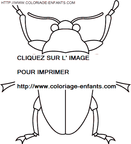 Insects coloring