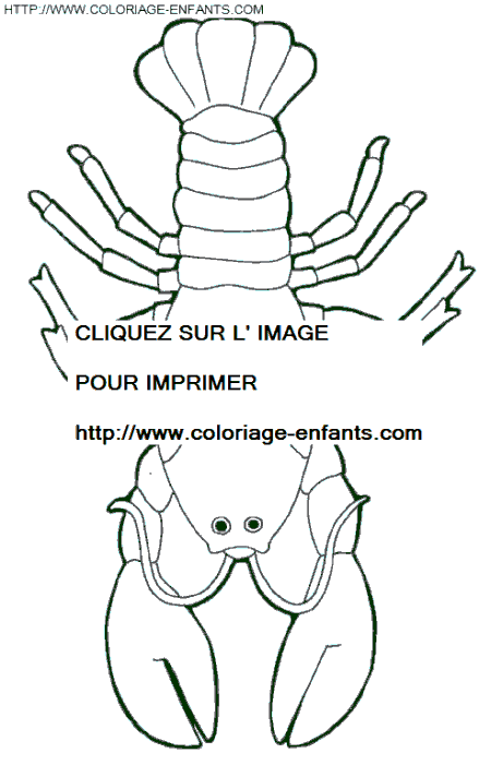 Crawfish coloring