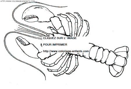 Crawfish coloring - Crawfish coloring pages to color - Crawfish