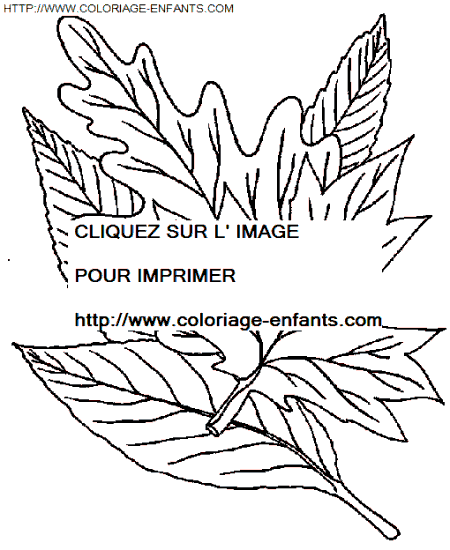 Leaves coloring