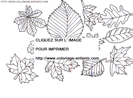 Leaves coloring