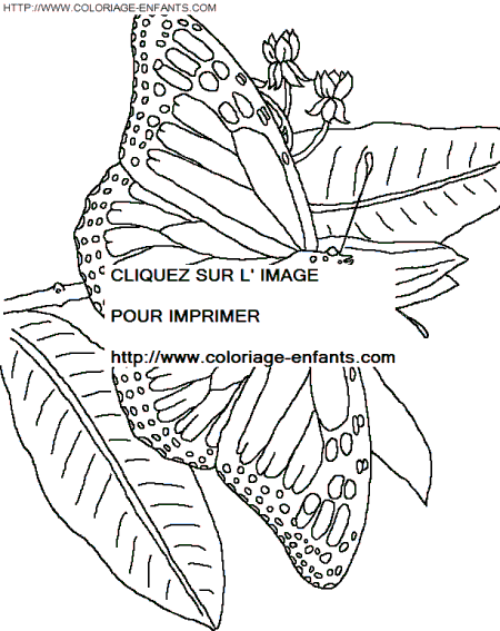 Butterflies coloring