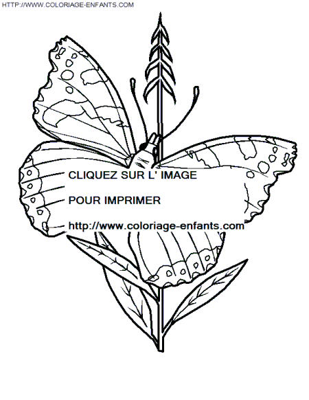 Butterflies coloring