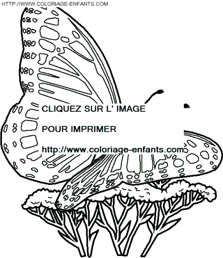 Butterflies coloring