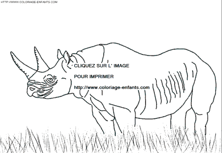 Rhinoceros coloring