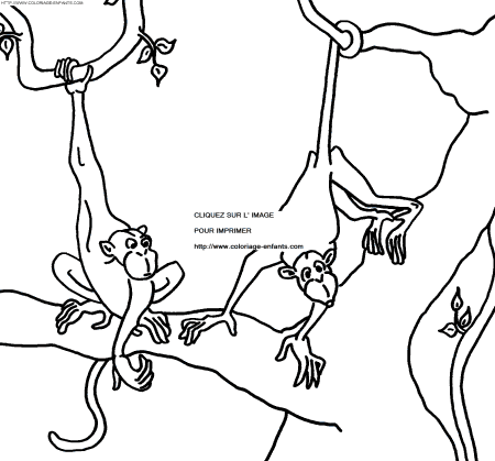 Monkeys coloring