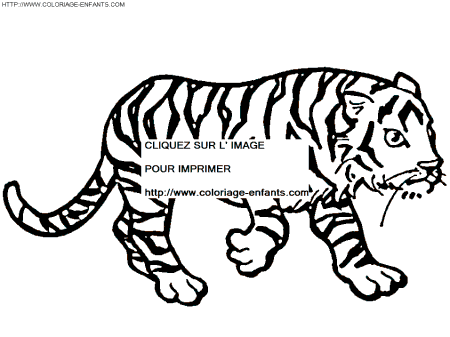 Tiger coloring