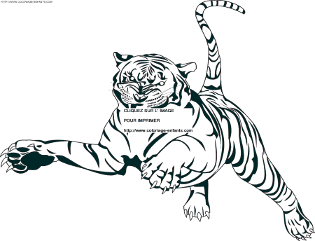 Tiger coloring