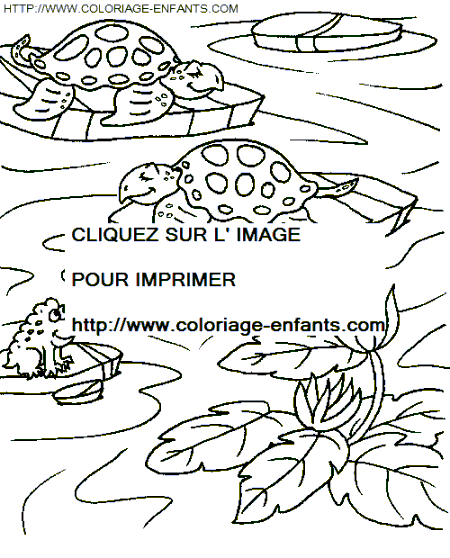 Turtles coloring