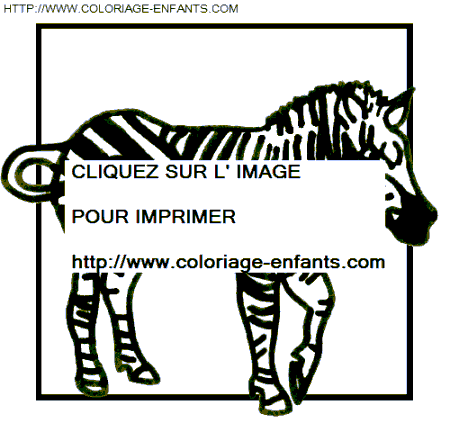 Zebras coloring