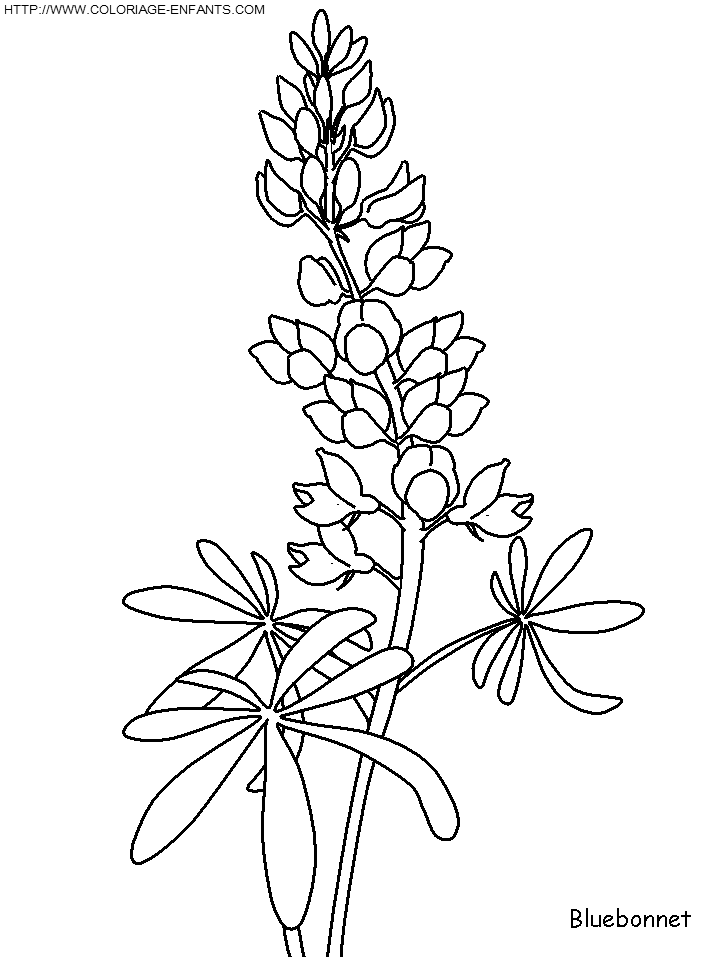 Flower coloring