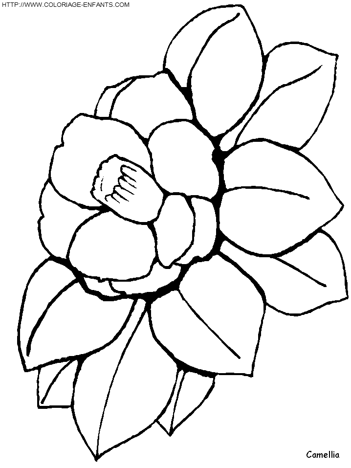 Flower coloring