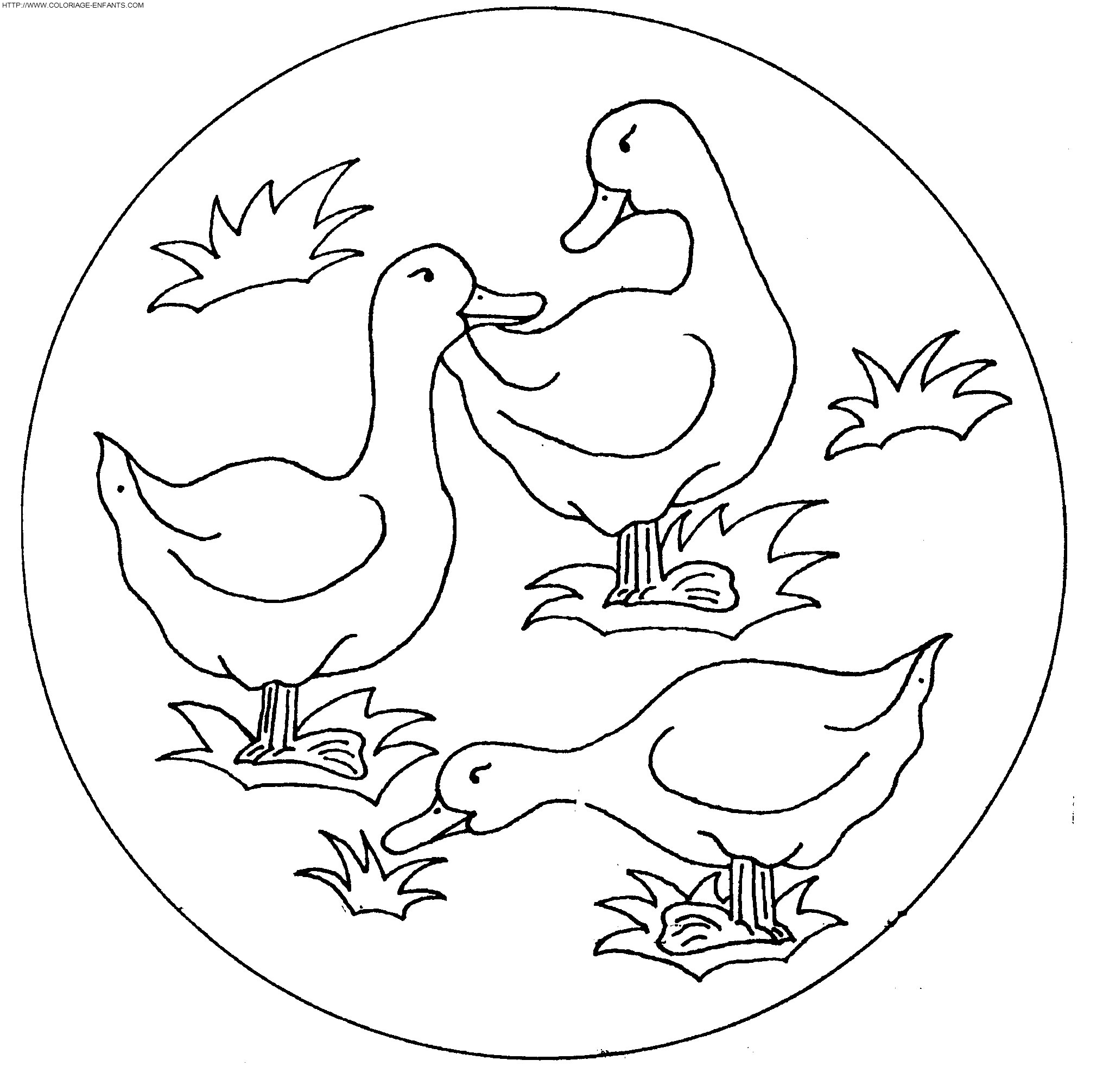 Ducks coloring