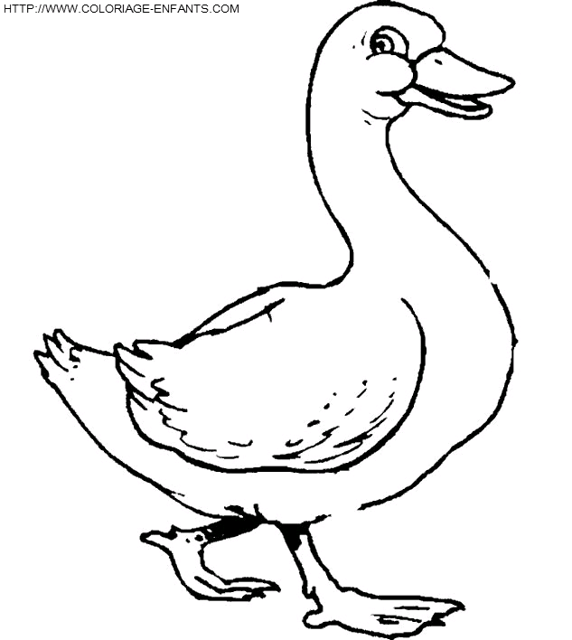 Ducks coloring