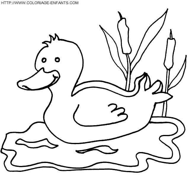 Ducks coloring