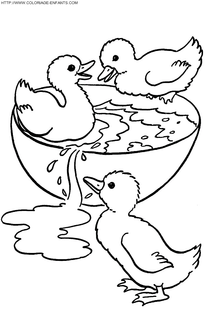 Ducks coloring