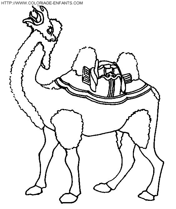 Camels coloring