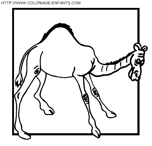 Camels coloring