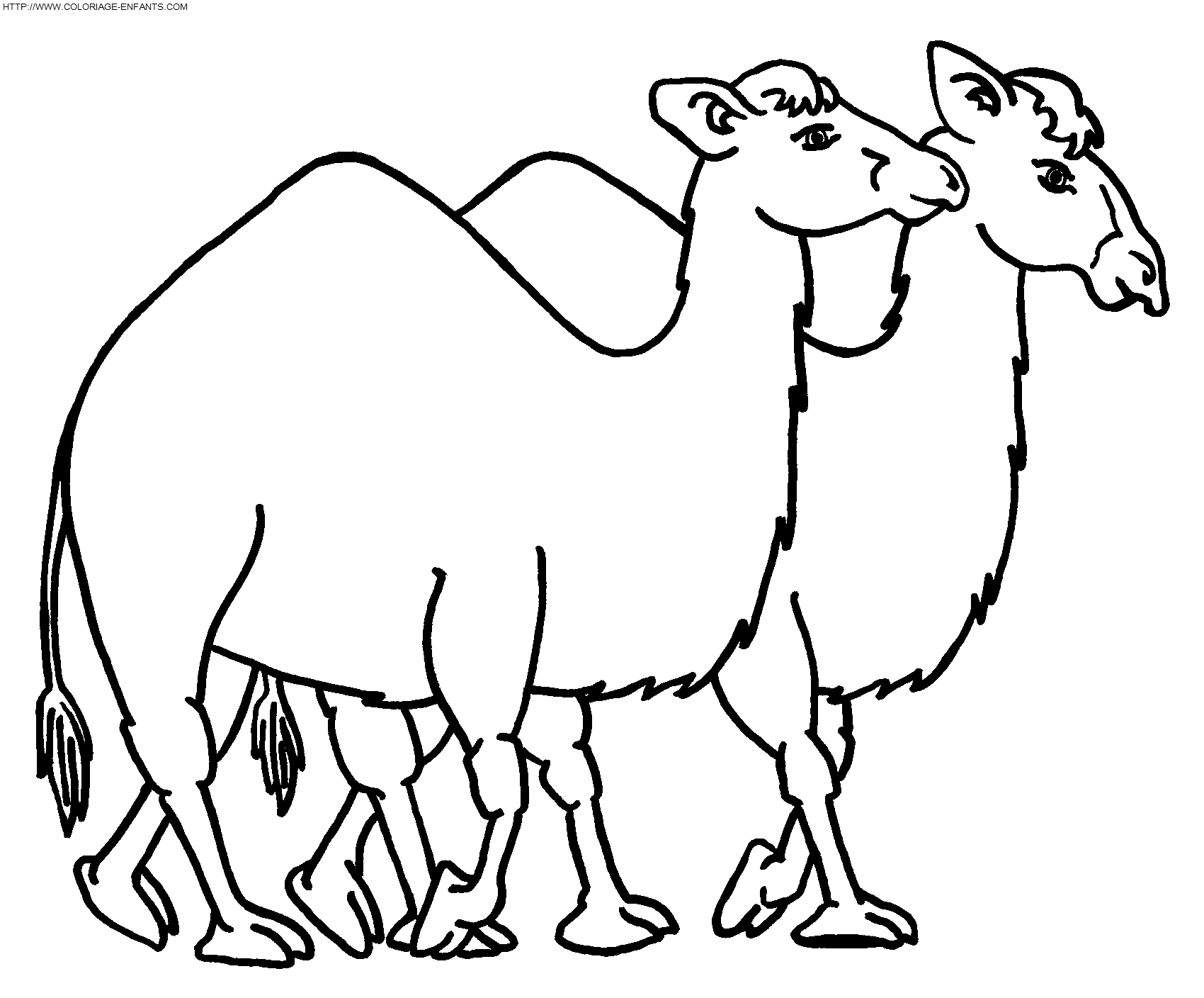 Camels coloring